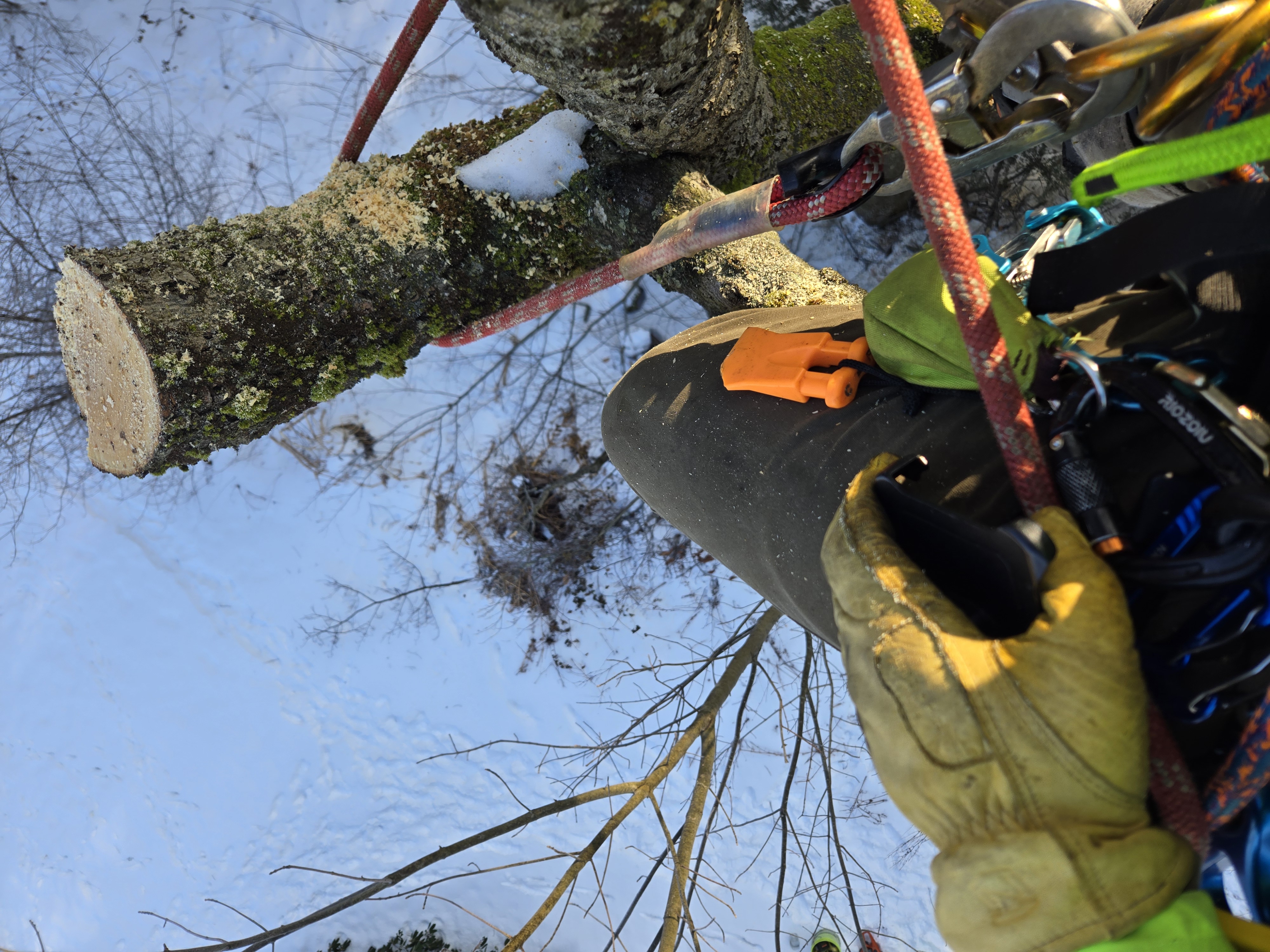 Close-up of a tree surgeon in lime green safety equipment examining a newly cut tree trunk section with moss-covered bark and exposed white wood, with red and other safety ropes wrapped around the trunk against a clear sky.