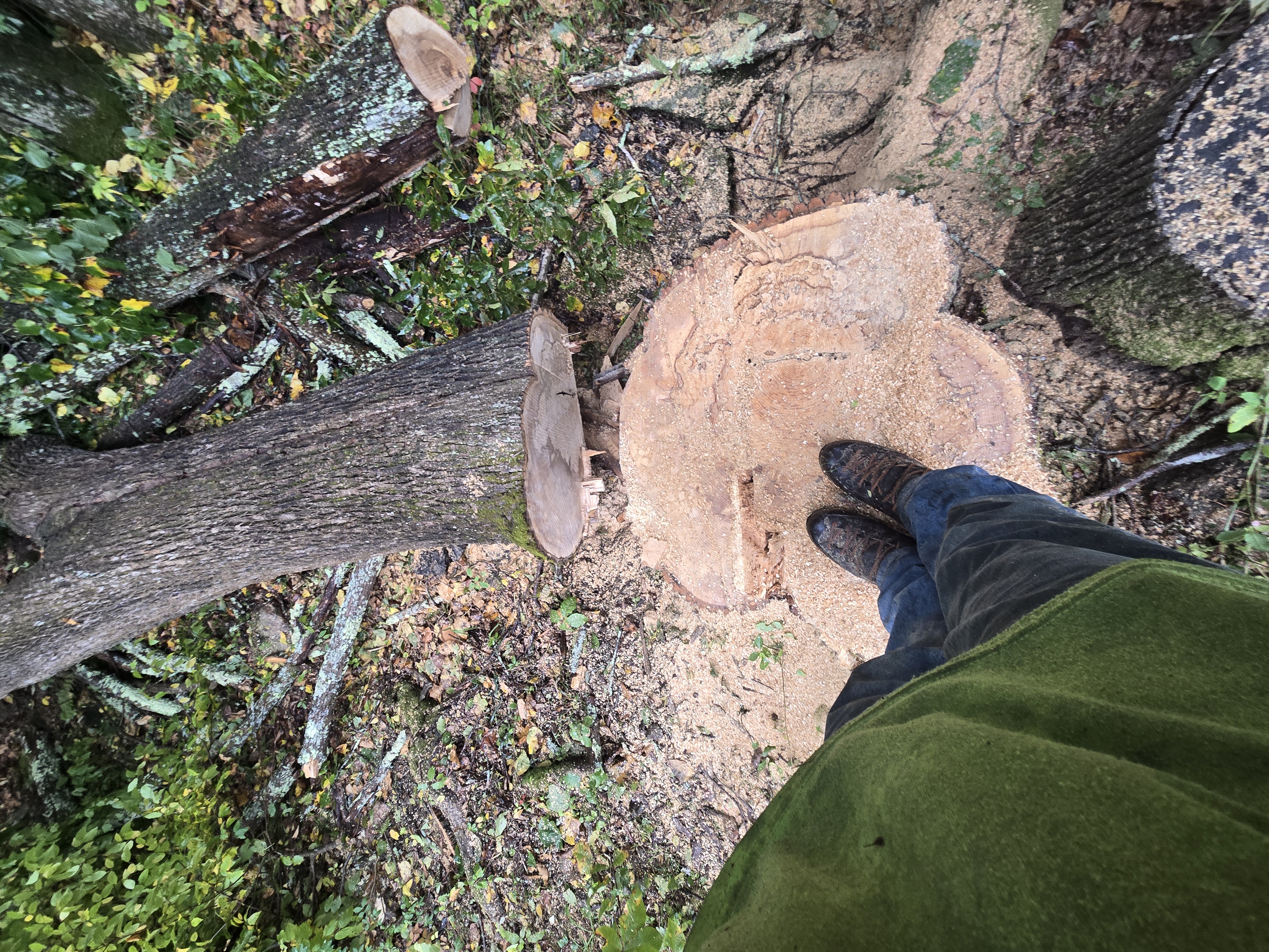 Overhead view of freshly cut tree wood showing the exposed cross-section of a felled or trimmed tree, with a work boot visible next to the cut surface and fallen branches and vegetation nearby.
