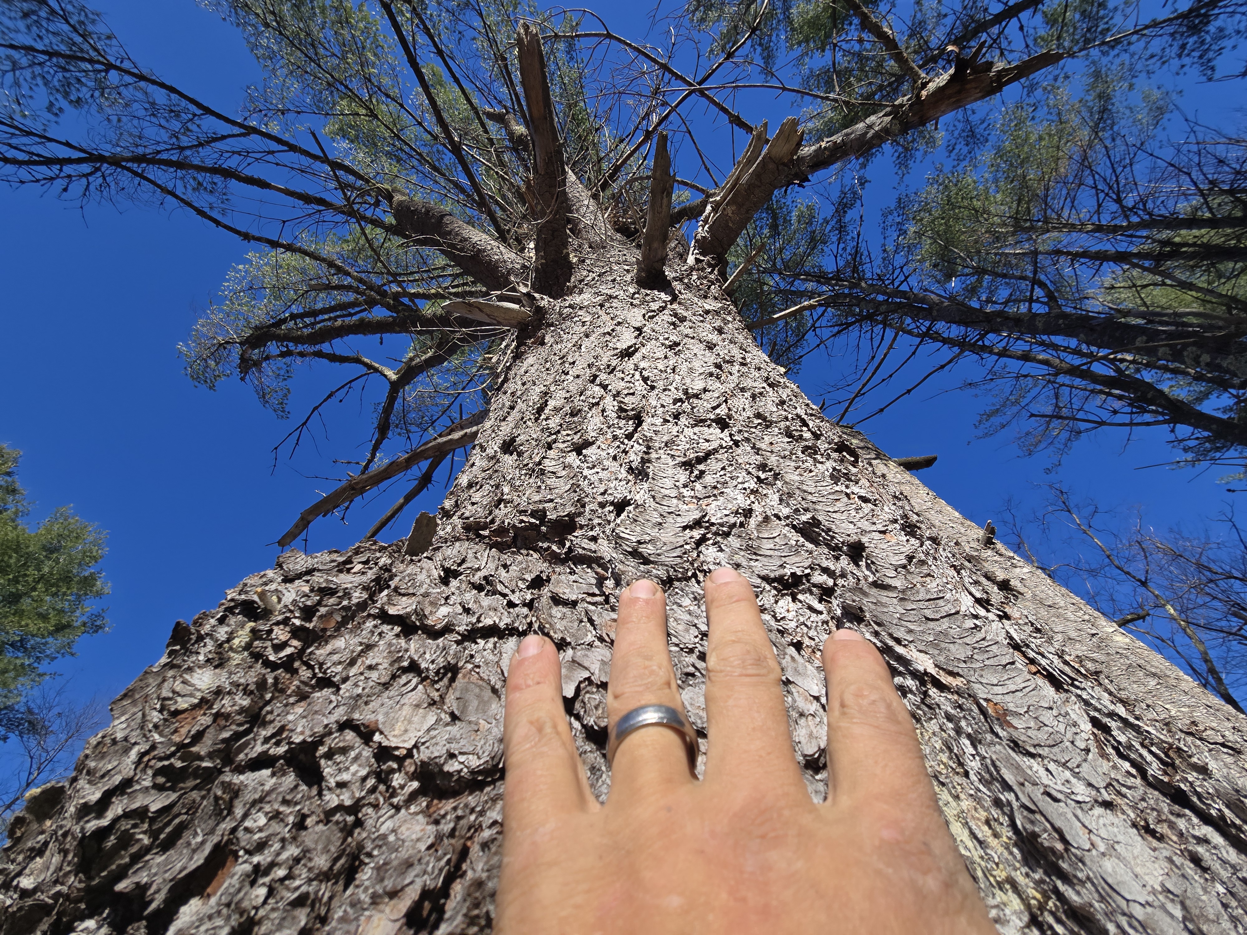 Close-up from below of a person's hand placed against a white birch tree trunk, angled upward toward the sky with bare branches and a clear blue sky, suggesting late autumn or early winter.
