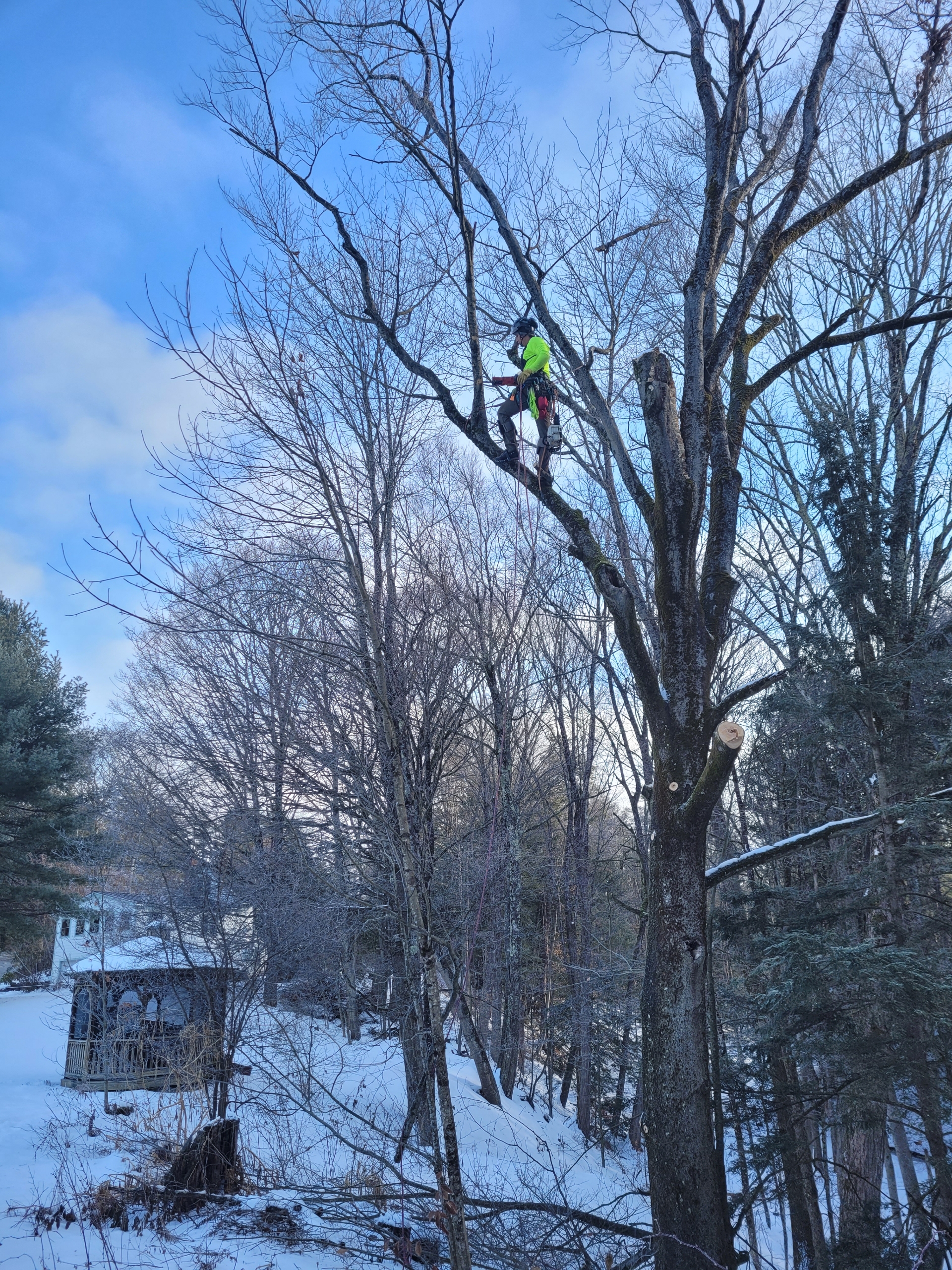 Person in green and pink safety gear positioned high in a large bare tree with snow on the ground below and residential buildings in the background, winter landscape with leafless trees.