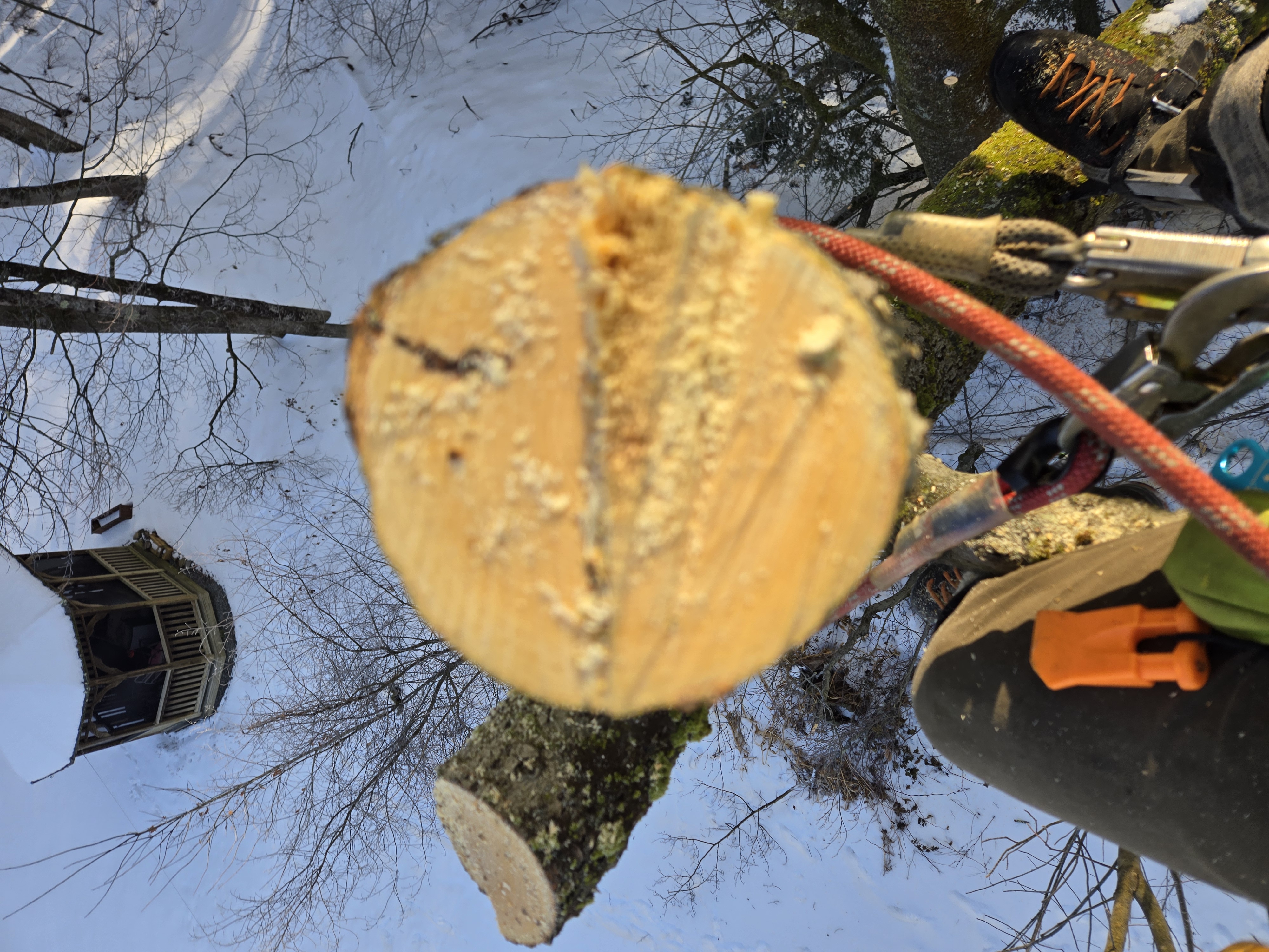 Tree worker wearing safety gear securing a freshly cut tree branch with yellow wood showing the clean saw cut, in a lime green safety vest and climbing harness against a bright blue sky with bare tree branches.