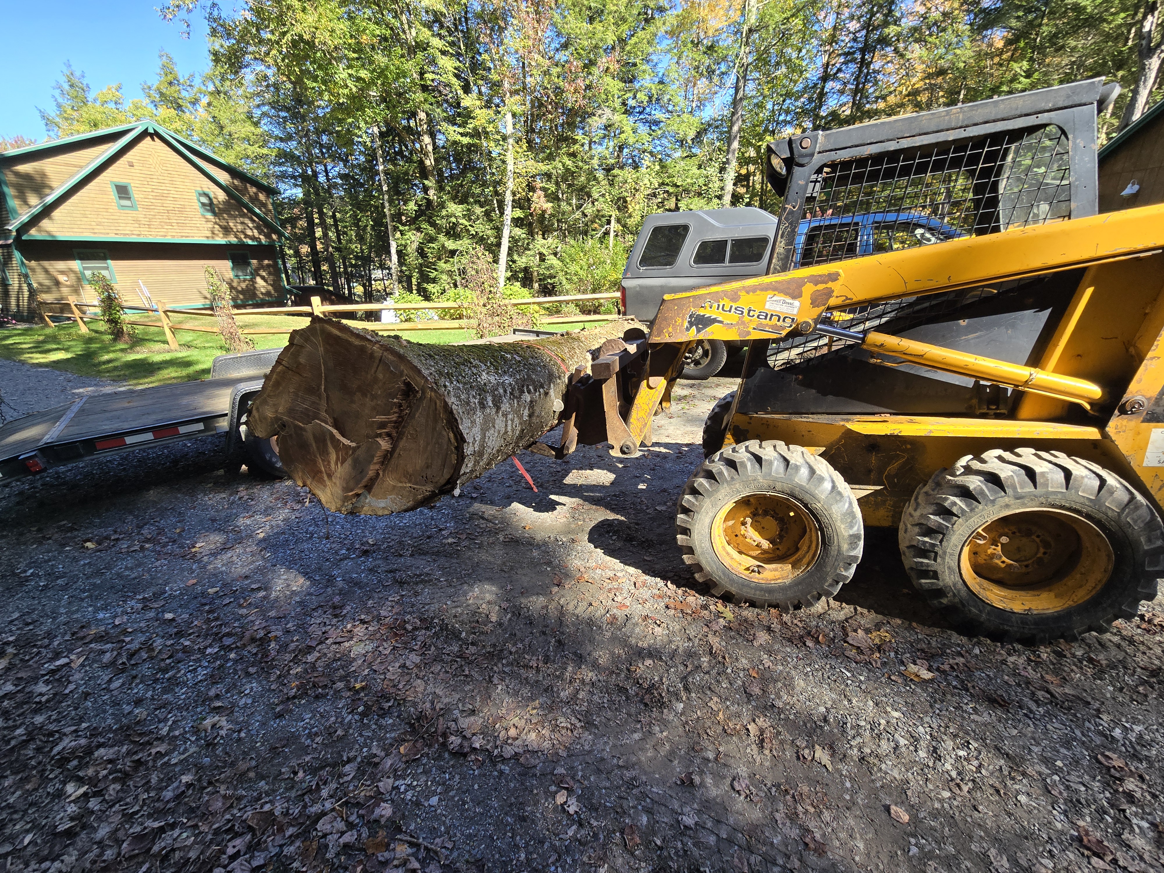 Yellow compact skid steer next to a large fallen tree log on a gravel driveway with residential buildings and forested property in the background, staged for log handling or cleanup.
